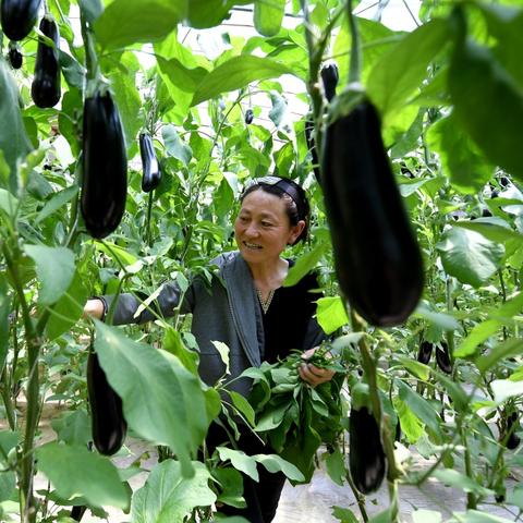 陜西西瓜收購價(jià)格最新分析