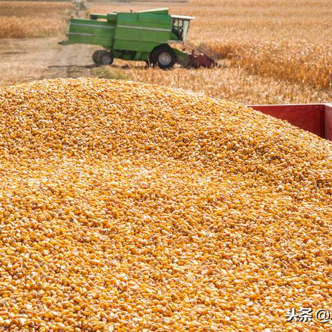 山東玉米價格走勢分析最新報告