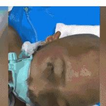 陜西六歲鵬鵬最新深度報道，最新消息匯總