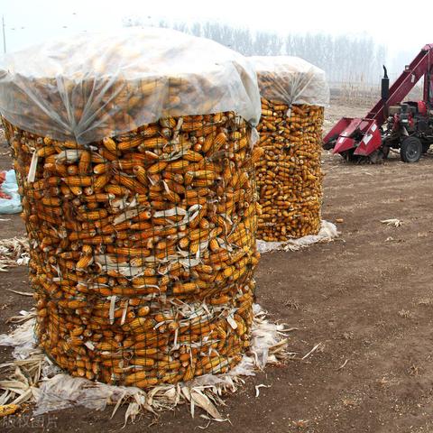 吉林省玉米最新行情分析