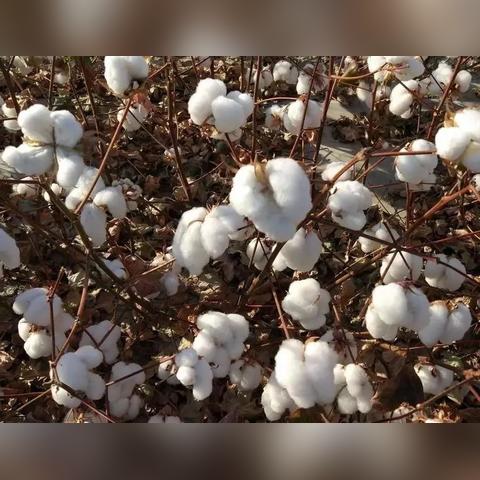 棉籽價格走勢分析及市場前景展望